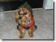 Jorkšírský terier, Yorkshire Terrier,
