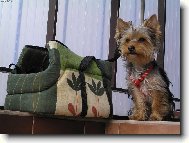 Jorkšírský terier, Yorkshire Terrier,