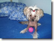 Chinese Crested Dog