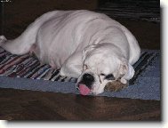 Deutscher Boxer