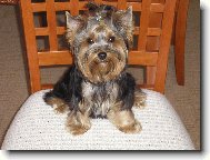 Jorkšírský terier, Yorkshire Terrier,