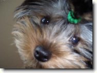 Jorkšírský terier, Yorkshire Terrier,