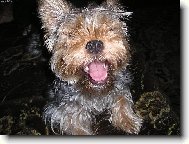 Jorkšírský terier, Yorkshire Terrier,