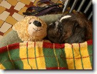 Deutscher Boxer