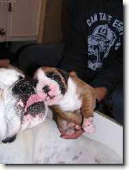 Deutscher Boxer