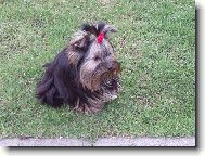 Jorkšírský terier, Yorkshire Terrier,