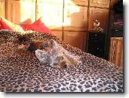 Jorkšírský terier, Yorkshire Terrier,