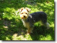 Jorkšírský terier, Yorkshire Terrier,