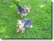 Jorkšírský terier, Yorkshire Terrier,