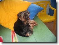 Jorkšírský terier, Yorkshire Terrier,