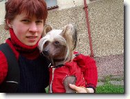 Chinese Crested Dog