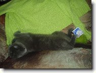 Blue-point cat