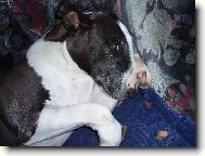 Bull Terrier