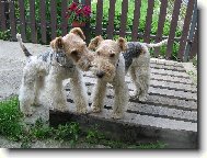 Fox Terrier Wire
