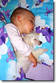 Poodle, Caniche