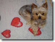 Jorkšírský terier, Yorkshire Terrier,