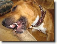 American Staffordshire Terrier