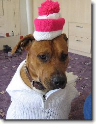 American Staffordshire Terrier