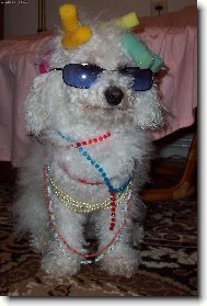 Bichon á poil frisé, Bichon Frise