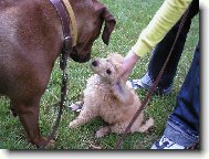 Poodle, Caniche