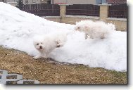 Bichon á poil frisé, Bichon Frise