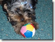 Jorkšírský terier, Yorkshire Terrier,
