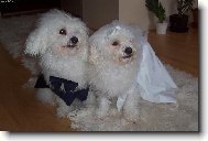 Bichon á poil frisé, Bichon Frise