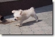 Bichon á poil frisé, Bichon Frise