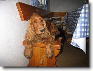 English Cocker Spaniel