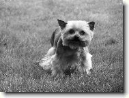 Jorkšírský terier, Yorkshire Terrier,