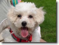 Bichon á poil frisé, Bichon Frise