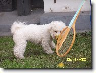 Bichon á poil frisé, Bichon Frise