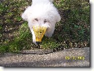 Bichon á poil frisé, Bichon Frise