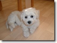 Bichon á poil frisé, Bichon Frise