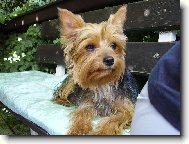 Jorkšírský terier, Yorkshire Terrier,