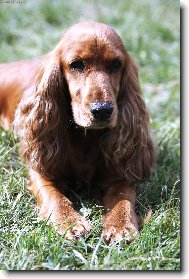 English Cocker Spaniel
