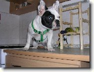 Bouledogue francais, French Bulldog