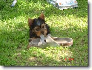 Jorkšírský terier, Yorkshire Terrier,
