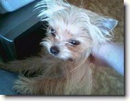 Jorkšírský terier, Yorkshire Terrier,