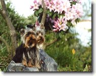 Jorkšírský terier, Yorkshire Terrier,