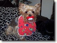 Jorkšírský terier, Yorkshire Terrier,