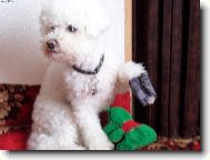 Bichon á poil frisé, Bichon Frise