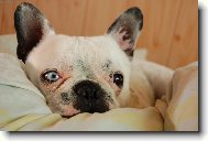 Bouledogue francais, French Bulldog