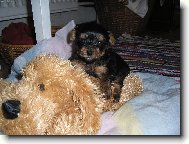 Jorkšírský terier, Yorkshire Terrier,