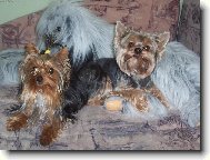 Jorkšírský terier, Yorkshire Terrier,