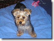 Jorkšírský terier, Yorkshire Terrier,