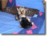 Jorkšírský terier, Yorkshire Terrier,