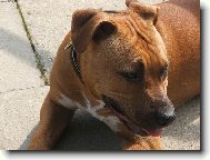 American Staffordshire Terrier