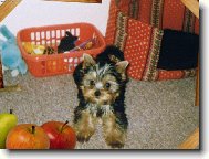 Jorkšírský terier, Yorkshire Terrier,