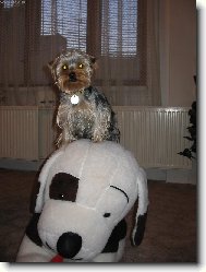 Jorkšírský terier, Yorkshire Terrier,